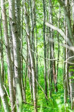 Abstract young tree forest background Foto stock