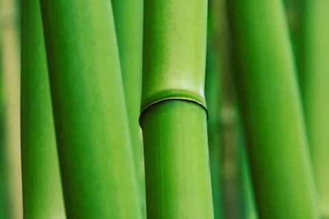 Abstract zen bamboo Foto stock