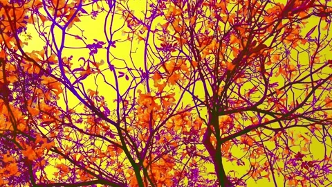 Abstract art trippy of tree branches and Leaves. Stock Footage 301794378