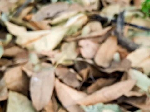 Abstracted Autumn: A Soft Focus Study of Fallen Leaves in Neutral Tones Stock Photos