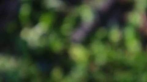 Abstracted emerald green bokeh effect provides a nature inspired vibe Stock Photos