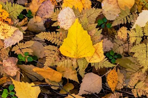 Abstraction. Autumn background. Stock Photos