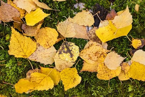Abstraction. Autumn background. Stock Photos