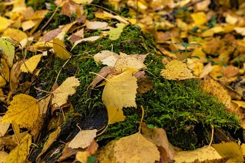 Abstraction. Autumn background. Stock Photos