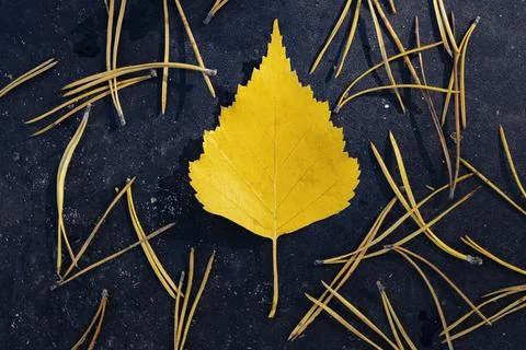 Abstraction. Autumn background. Stock Photos