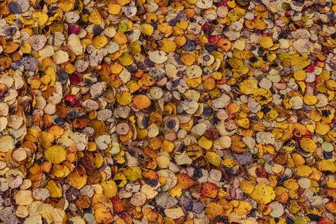 Abstraction. Autumn background. Stock Photos
