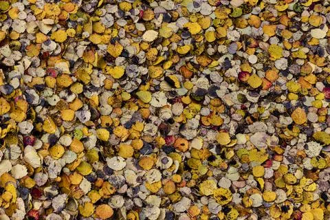 Abstraction. Autumn background. Stock Photos