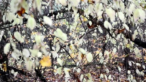 Abstraction autumn leaves Stock Footage 142464599