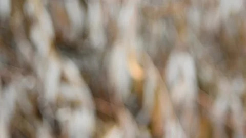 Abstraction background dry leaves on the branches Stock-Footage 141090347