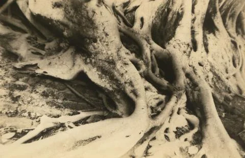 Abstraction. Beautiful tree roots. Stock Photos