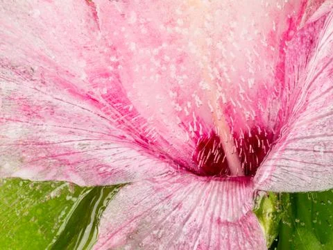 Abstraction with a delicate flower Stock Photos