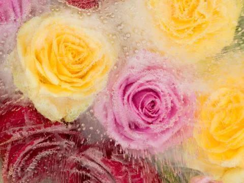 Abstraction with different roses Stock Photos