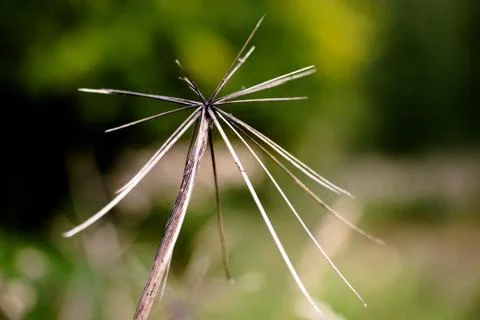Abstraction of a dry flower Stock Photos