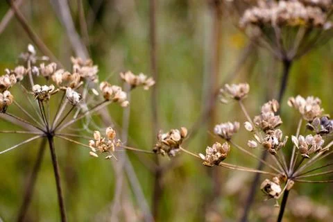Abstraction from dry plants Stock Photos