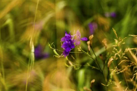 Abstraction flowers Stock Photos