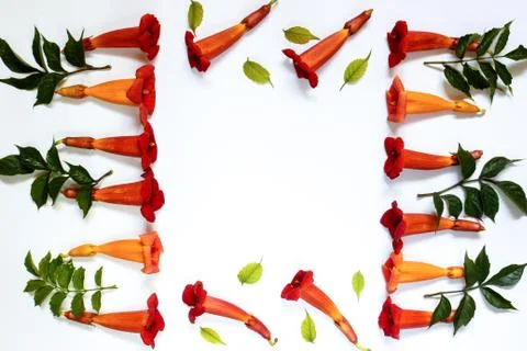 Abstraction in the form of a frame of small red flowers with green leaves on Foto stock