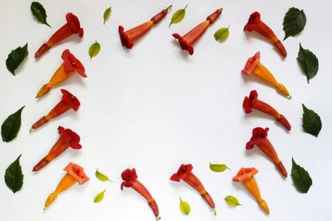 Abstraction in the form of a frame of small red flowers with green leaves on Foto stock