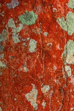 Abstraction, pattern, lichen of orange color on tree surface Stock-Fotos