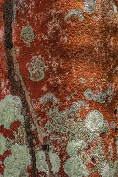 Abstraction, pattern, lichen of orange color on tree Stock Photos