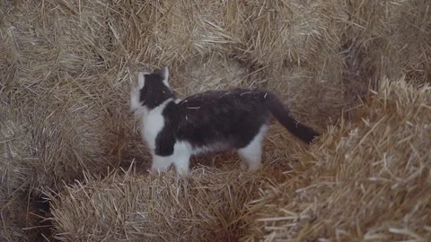 Abstraction of the phrase a cat has nine lives. Vidéo 139641584