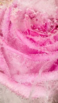 Abstraction with pink rose Stock Photos