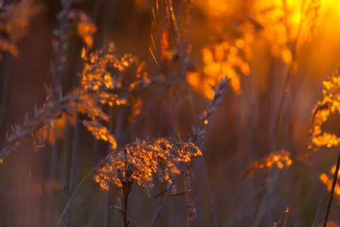 Abstraction with plants Stock Photos