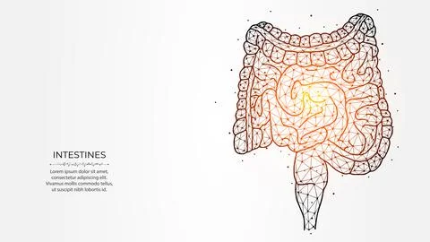 Abstraction polygonal vector illustration of the intestines on a light backgr Stock Illustration