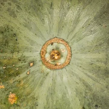 Abstraction of a pumpkin Stock Photos