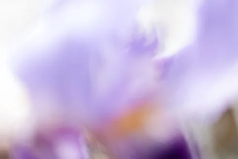 Abstraction of purple iris Stock Photos