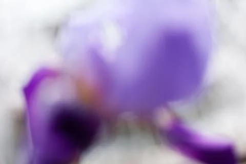 Abstraction of purple iris Free Stock Photos