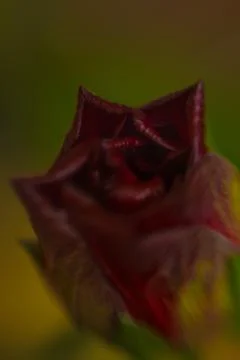 Abstraction of a rose Stock Photos