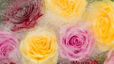 Abstraction with roses Stock Photos