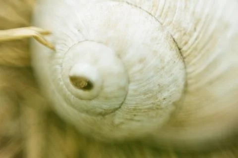 Abstraction snail Stock Photos