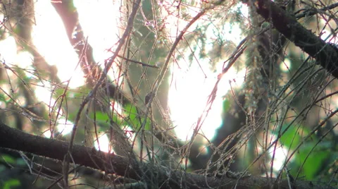 Abstraction a sunlight through tree branches 库存影片 57331899