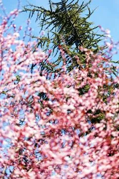 Abstraction tree in bloom Stock Photos