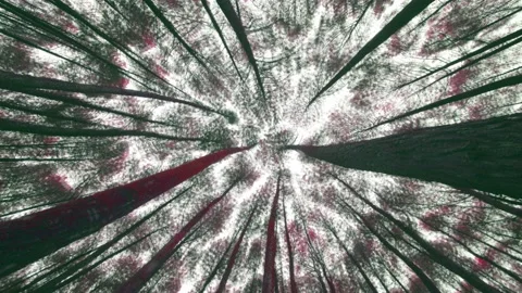 Abstraction trees are moving up in the forest Stock Footage 152057199