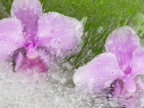 Abstraction with two pink orchids Stock Photos