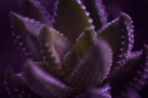 Abstraction of violet Stock Photos