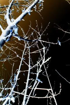 Abstraction, white tree branches on a black background Foto stock