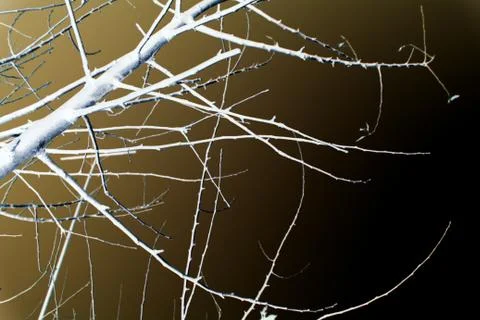 Abstraction, white tree branches on a black background Stock Photos