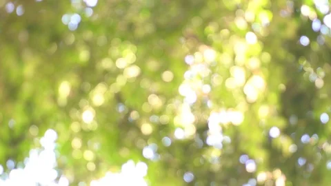 Abstracts background, Green tree out focus as bokeh Vídeo Stock 122193105