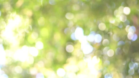 Abstracts background, Green tree out focus as bokeh Stock Footage 122194034