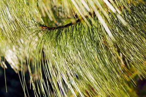 Abstrakt white pine branches Stock Photos