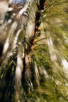 Abstrakt white pine branches Stock Photos