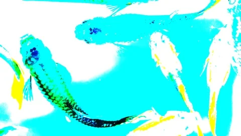 Abstrat digital art of fast movement of guppy swimming Stock Footage 99789495