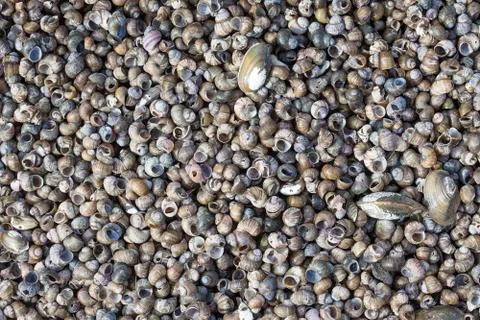 Abstruct background of many old shells on the sea shore Stock Photos