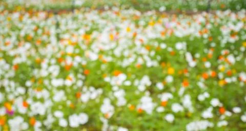 Abstruct flower bokeh background. Stock Photos
