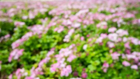 Abstruct flower bokeh background. Stock Photos