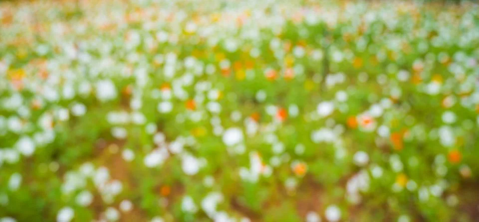 Abstruct flower bokeh background. Stock Photos