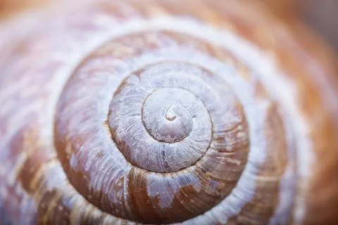 Abstruct shape of natural spiral shell closeup Stock Photos